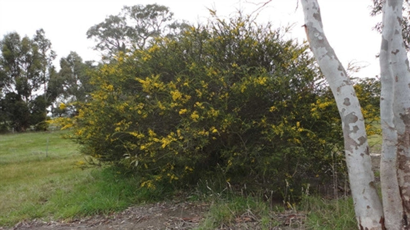 Acacia Paradoxa (Prickly Wattle)
