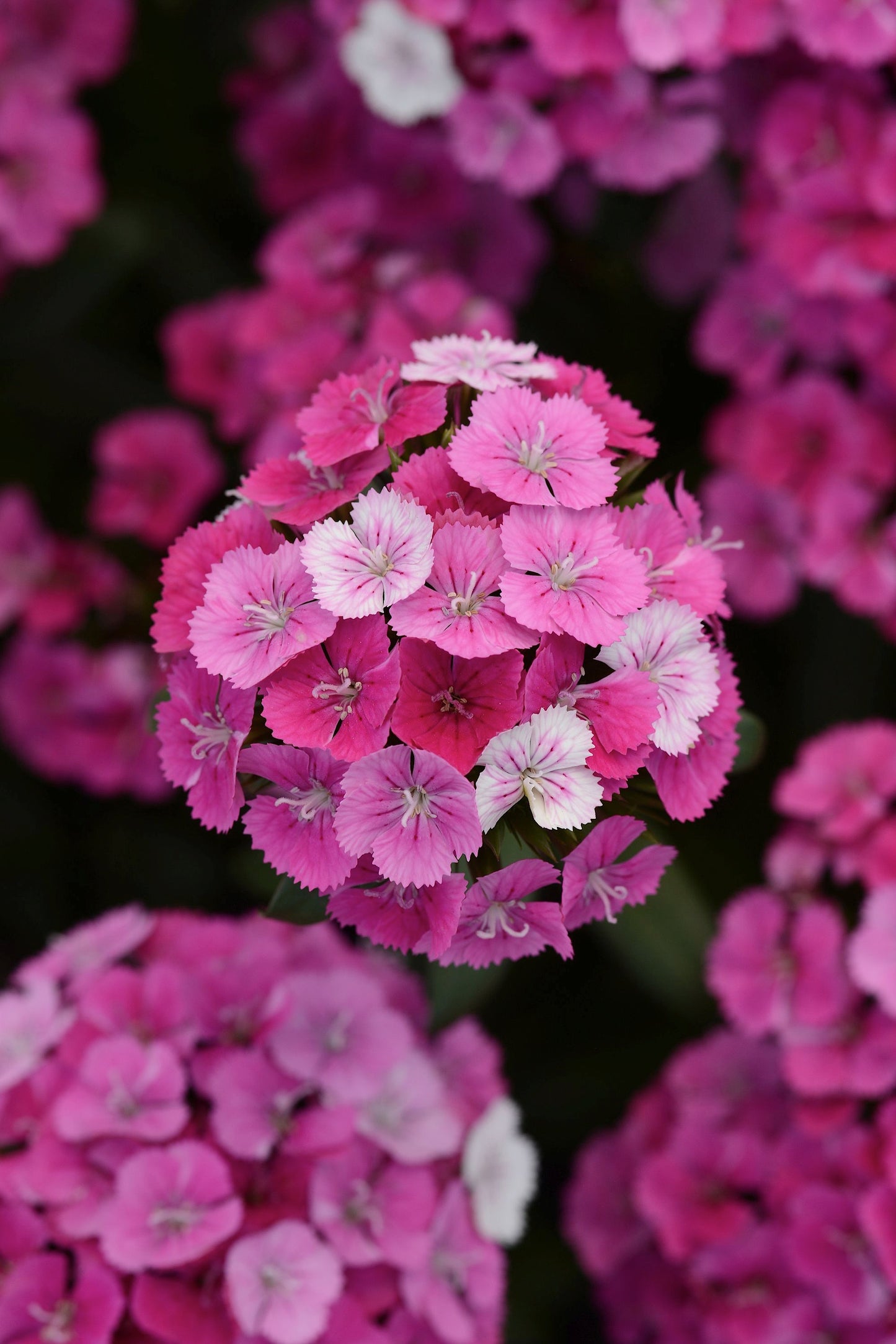 Dianthus barbatus 'Jolt Pink Magician' (Jolt Pink Magician Dianthus)