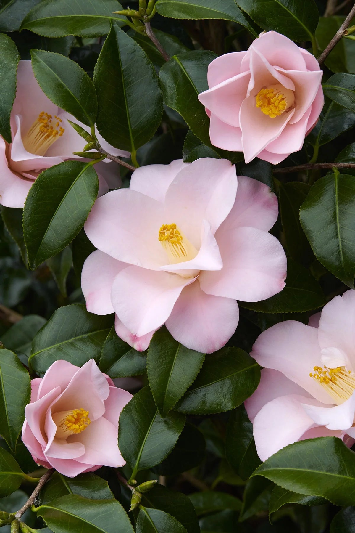 Camellia japonica ‘Magnoliaeflora’
