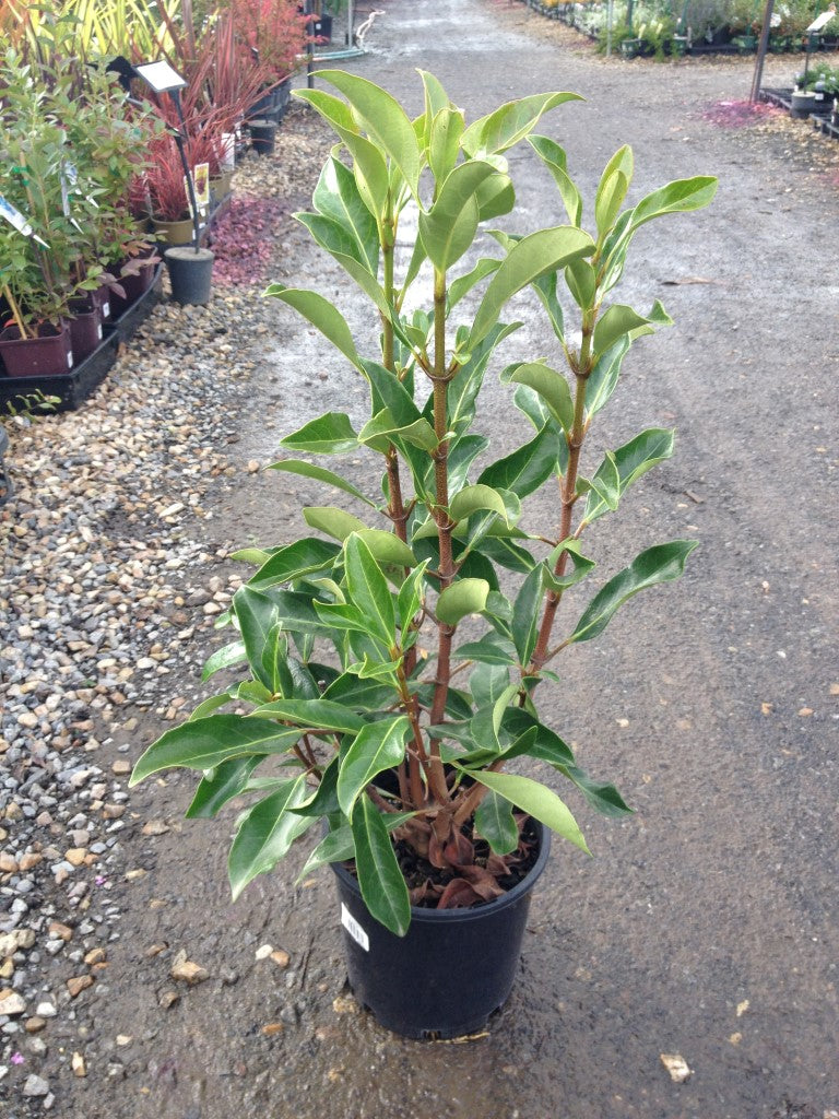 Viburnum odoratissimum ‘Awabuki’ (Sweet Viburnum)
