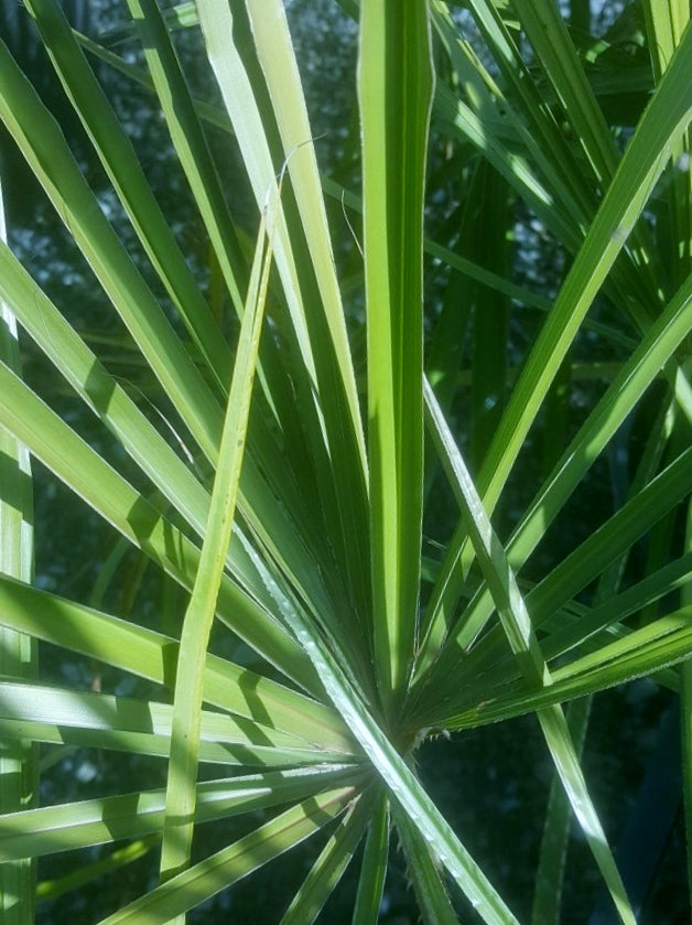 Livistona decora (Weeping Cabbage Palm / Ribbon Fan Palm)