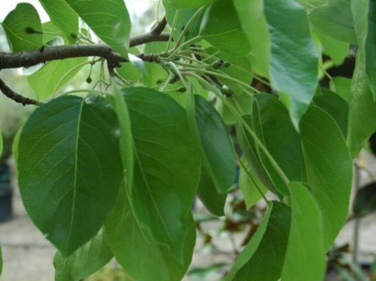 Pyrus × ‘Edgewood’ (Edgedell Pear)