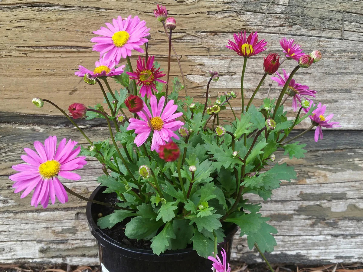 Brachyscome Angustifolia ‘Pink’ (Pink Brachyscome)