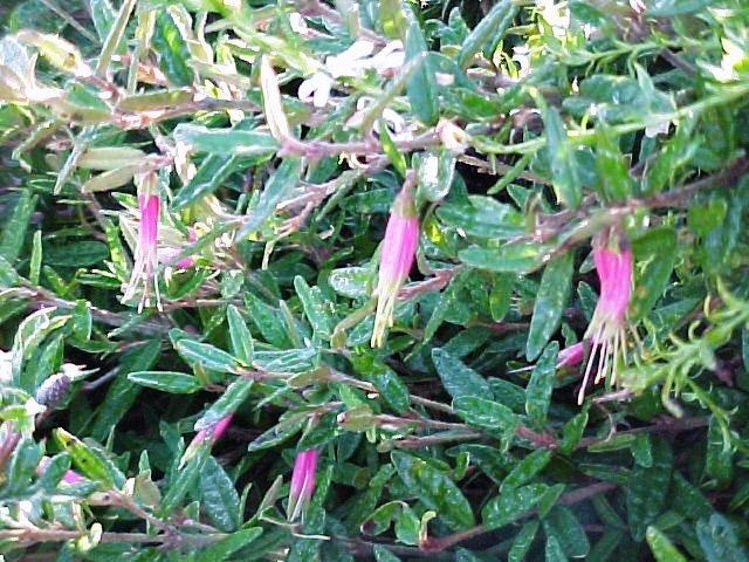 Correa Decumbens (Spreading Correa)