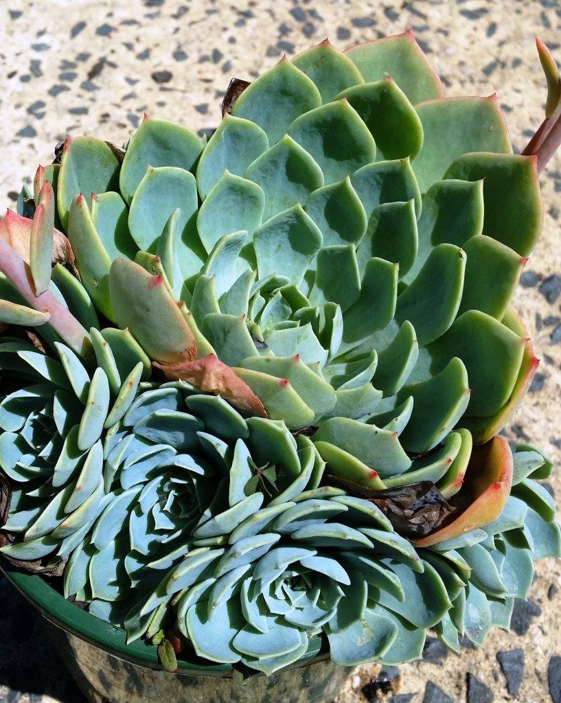 frosty blue succulent Echeveria Glauca – Frosty Blue Succulent with Orange Flowers