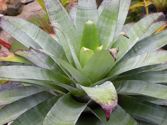 Alcantarea extensa (Bromeliad)