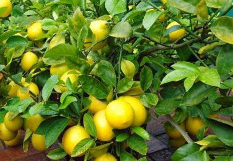 Citrus limon ‘Lots A Lemons’ (CPN1 Lemon)