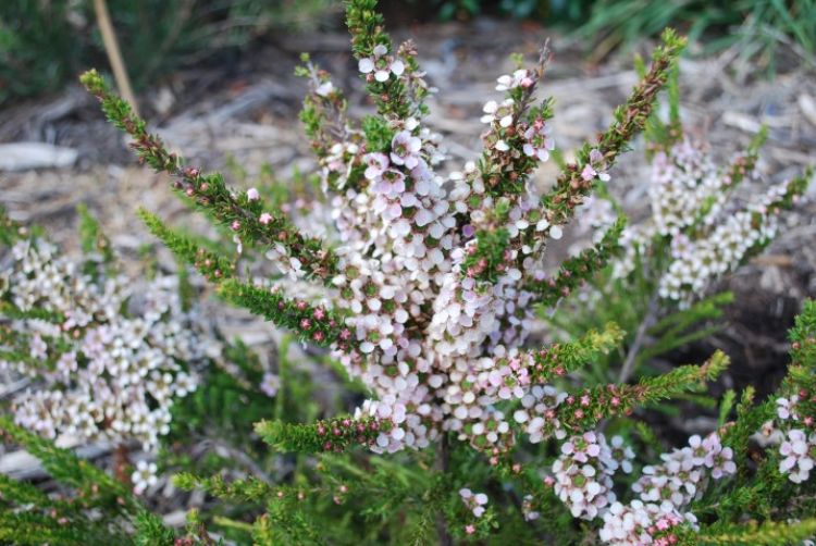 Leptospermum Liversidgei ‘Mozzie Blocker’ (Mozzie Blocker Tea Tree)