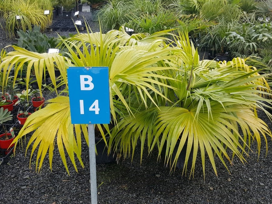 Livistona chinensis (Chinese Fan Palm)
