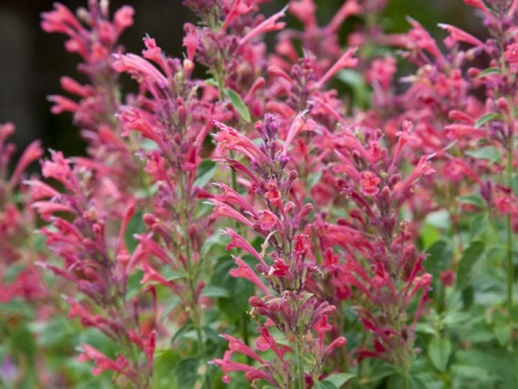 Agastache Mexicana ‘Carmine Red’ (Carmine Red Mexican Hyssop)