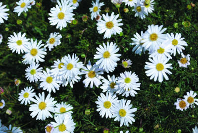 Brachyscome Multifida ‘Alba’ (White Cut-Leaf Daisy)