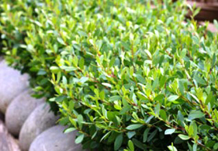 Leptospermum Laevigatum 'Fore Shore' (Fore Shore Coastal Tea Tree)