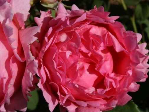 Rosa ‘Child’s Love’ (Hybrid Tea Rose)
