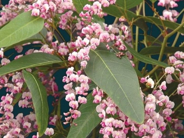 Hardenbergia Violacea 'Pink Spray' (Pink Spray Happy Wanderer)