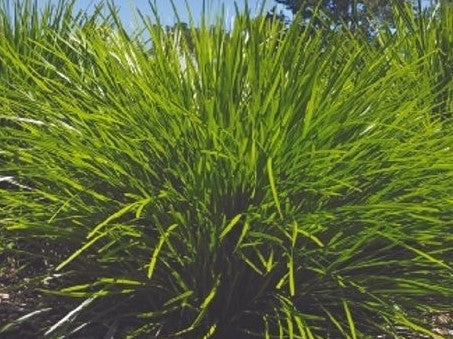 Lomandra confertifolia ‘Low Vista’ (Mat Rush)