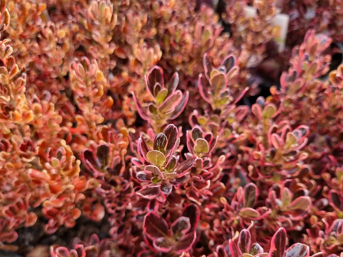 Coprosma Repens ‘Pacific Sunrise’ (Pacific Sunrise Mirror Bush)
