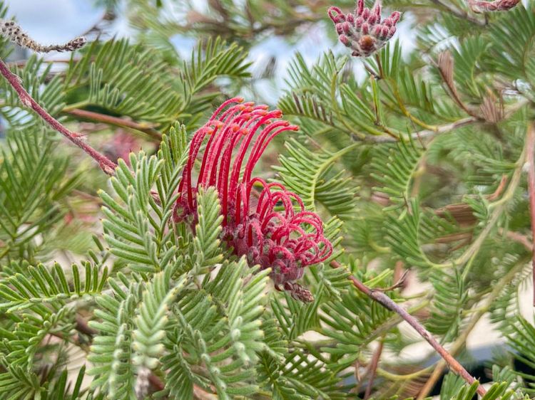 Grevillea thyrsoides (Woolly Toothbrush Grevillea)