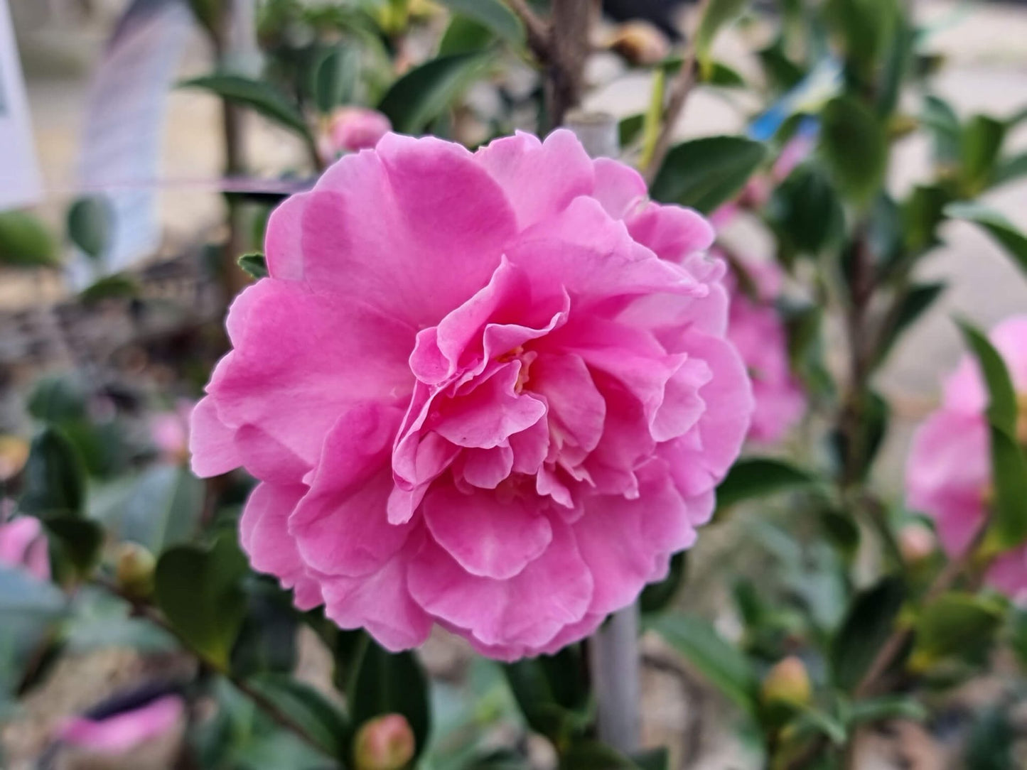 Camellia Sasanqua ‘Slimline With Love’ (Slimline With Love Camellia)