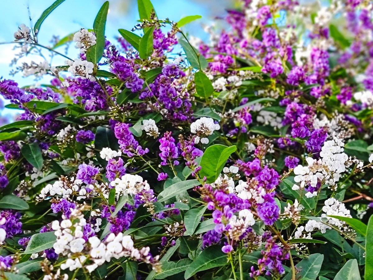 Hardenbergia violacea ‘Happy Duo’ (Happy Duo Native Sarsaparilla)