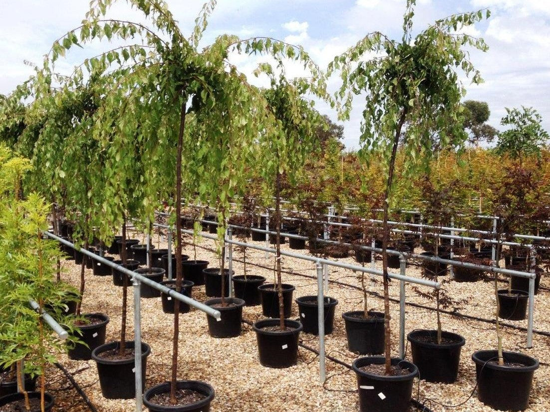 Prunus mume ‘Pendula’ (Weeping Apricot Pink)