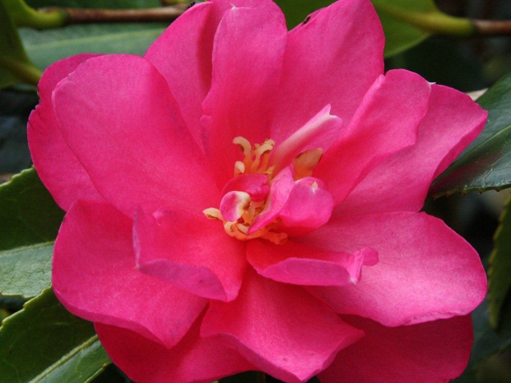 Camellia Sasanqua ‘Dazzler’ (Dazzler Camellia)