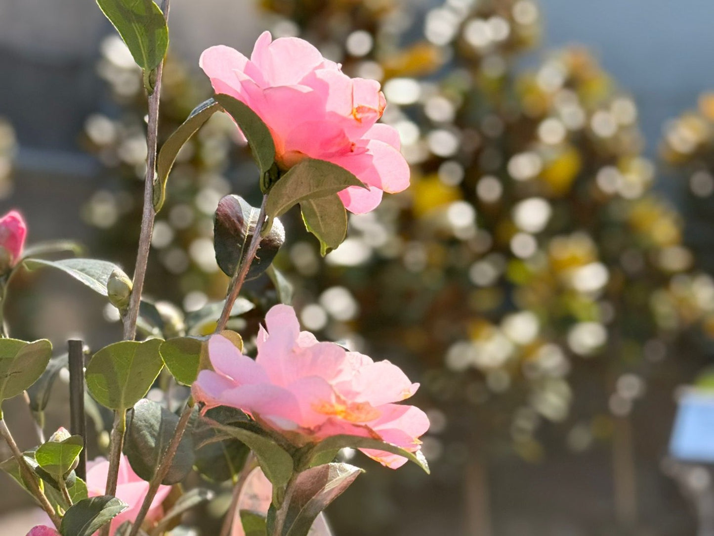 Camellia japonica ‘Nicky Crisp’