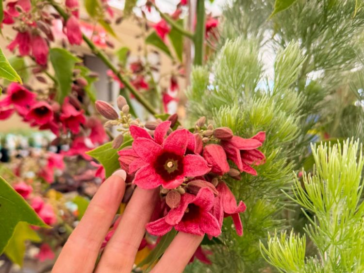 Brachychiton ‘DB01’ (Magenta Bells)