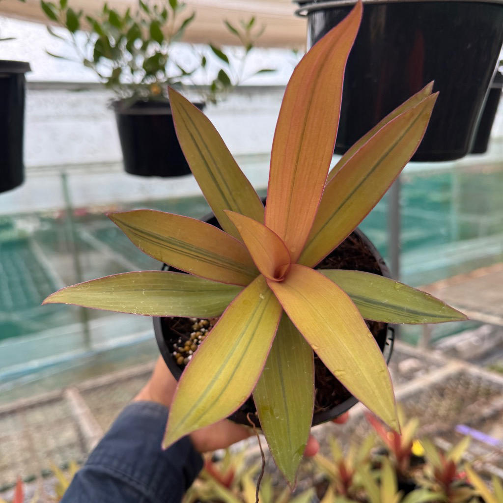 Tradescantia spathacea ‘Gold’ (Rhoeo)
