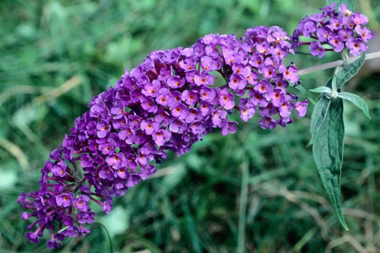 Buddleja davidii ‘Black Knight’ (Butterfly Bush)