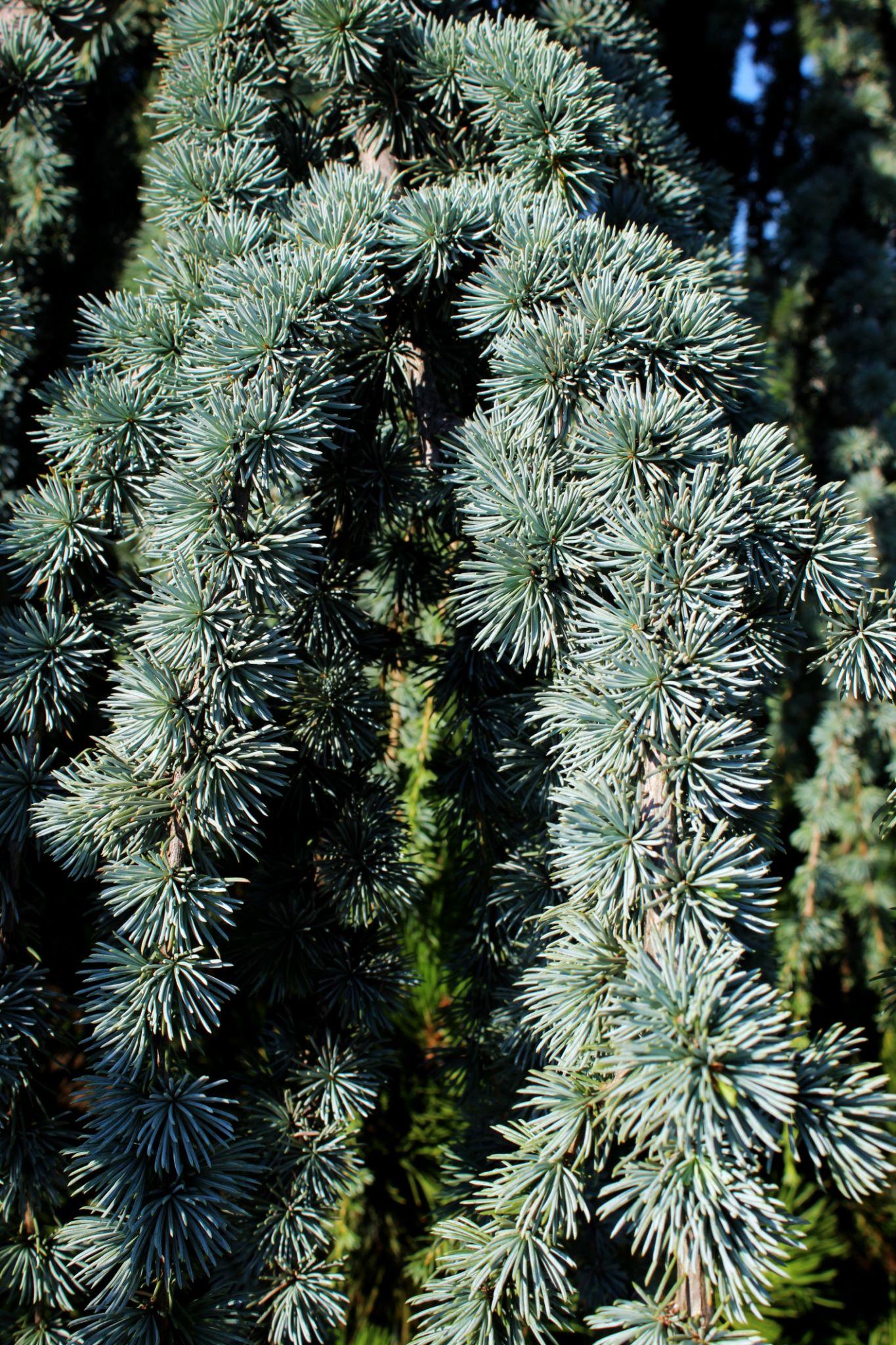 Cedrus Atlantica Glauca (Blue Atlas Cedar)