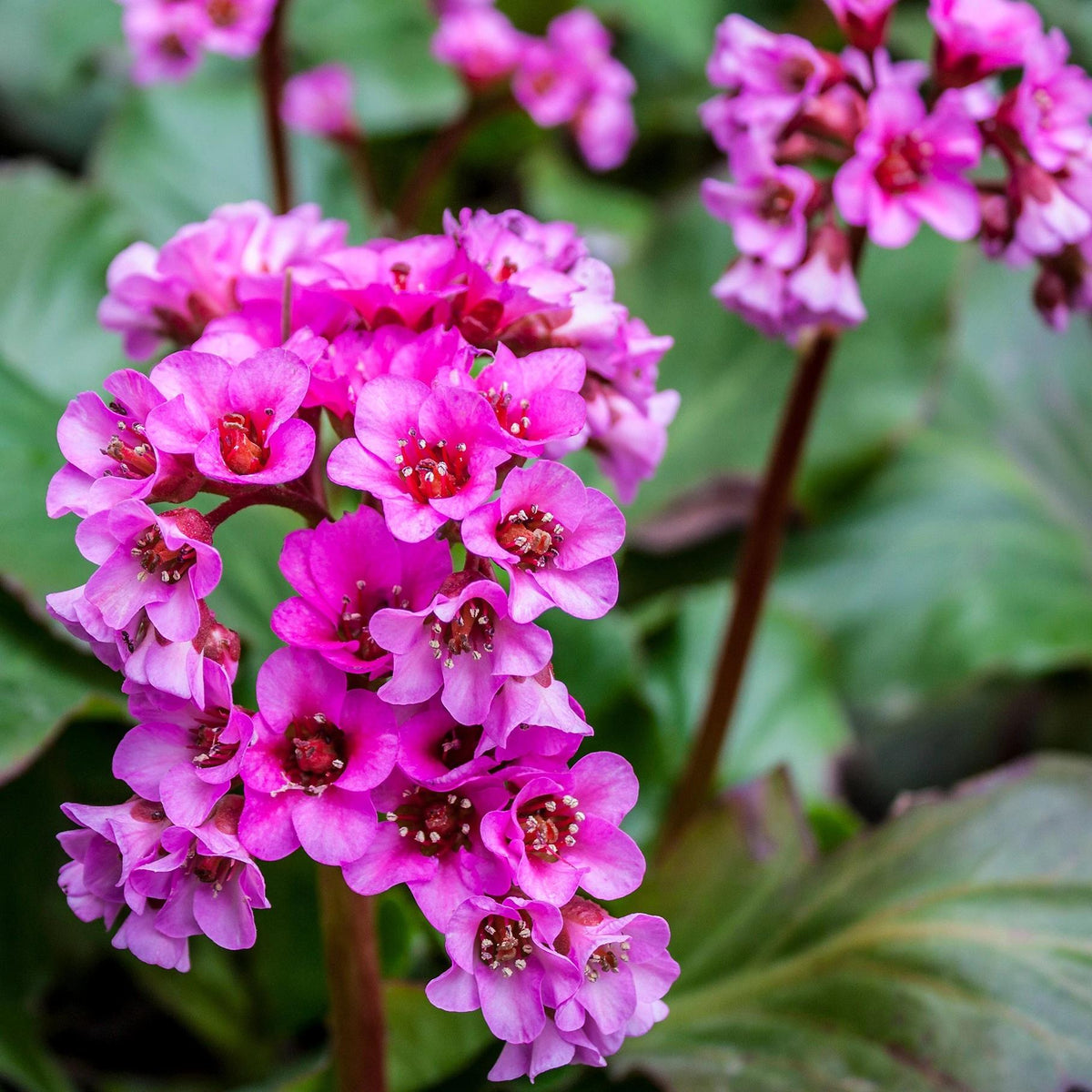 Bergenia Cordifolia (Heartleaf Bergenia)