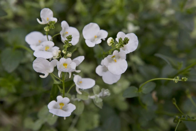 Diascia spp. (Classic White)