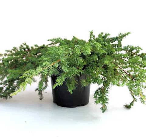 Juniperus Conferta (Shore Juniper)