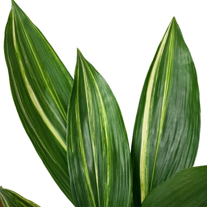 Aspidistra Elatior ‘Variegata’ (Variegated Cast Iron Plant)