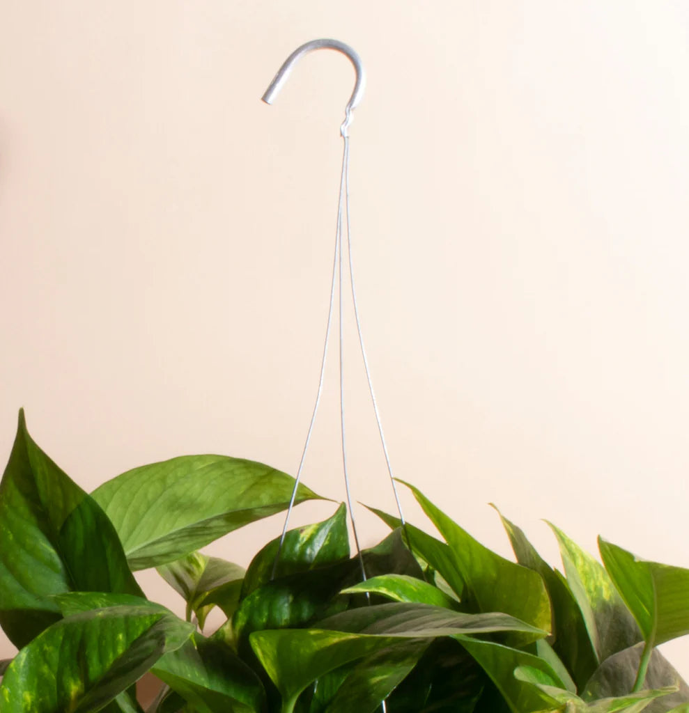 Epipremnum aureum Pothos (Devil's Ivy / Hanging Baskets)