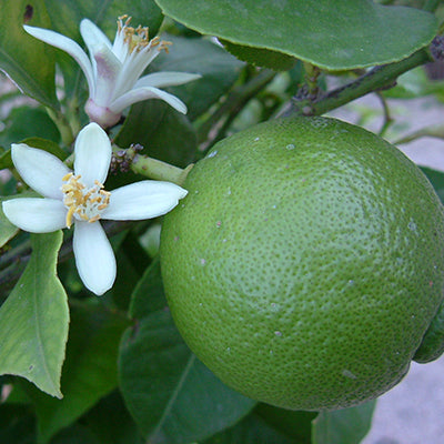 Citrus × latifolia ‘Tahitian’ (Tahitian Lime Espalier)