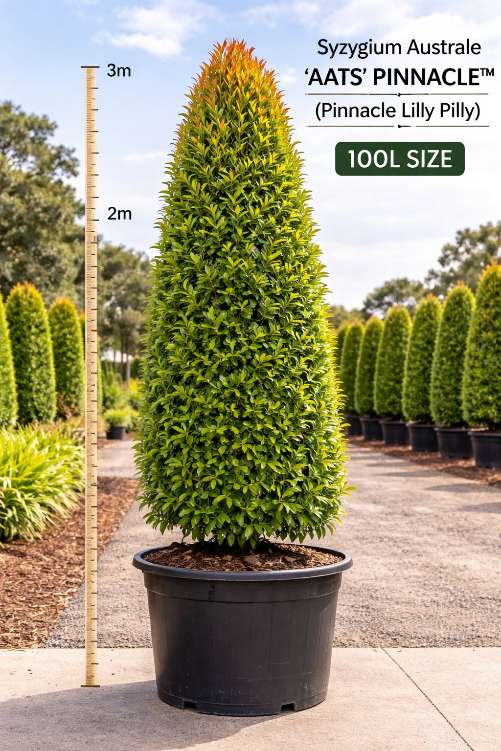 Syzygium Australe ‘AATS’ PINNACLE™ (Pinnacle Lilly Pilly)