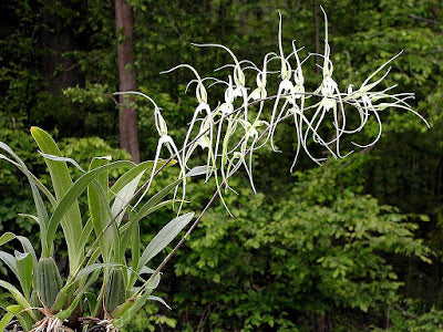 Brassia verrucosa (Warty Brassia Orchid)