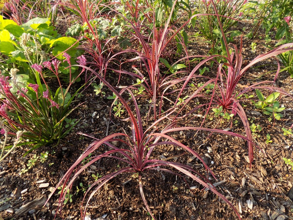Cordyline australis ‘Salsa’ (Cabbage Tree)