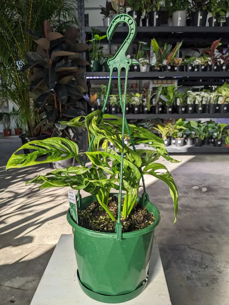 Monstera Lechleriana (Trailing Monstera Hanging Basket)