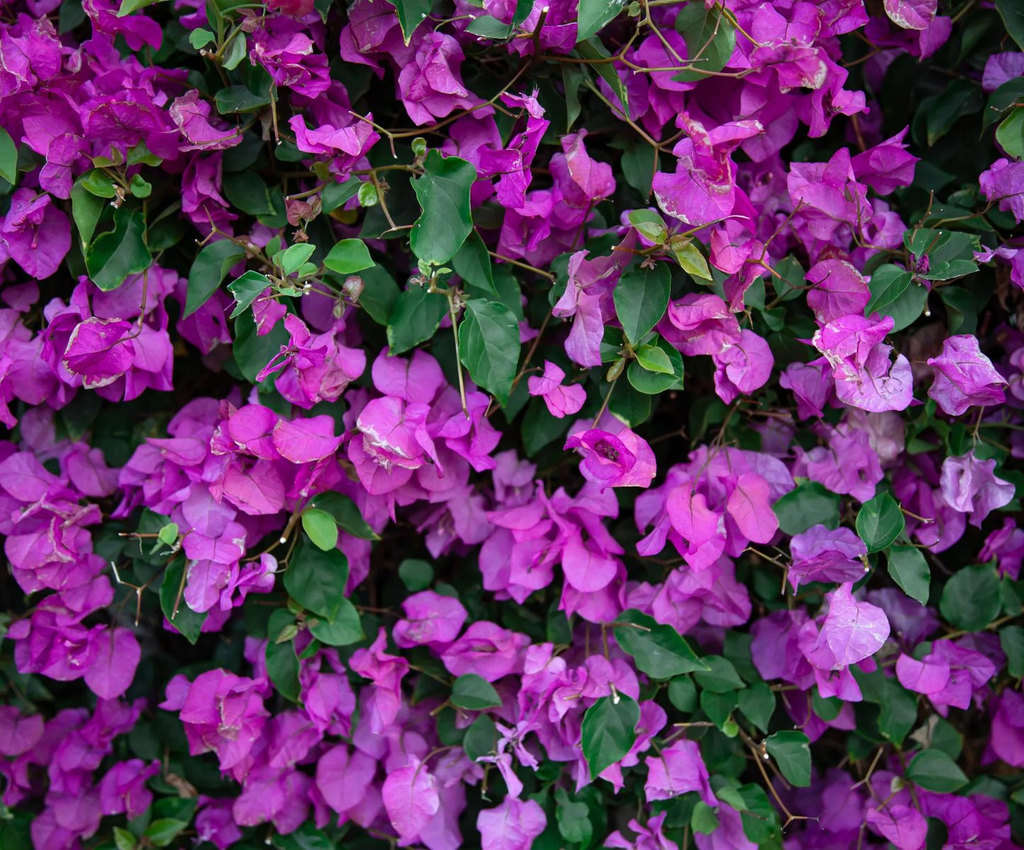 Bougainvillea Glabra 'Evita'