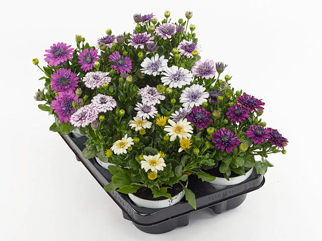 Osteospermum ‘3D Mix’ – African Daisy