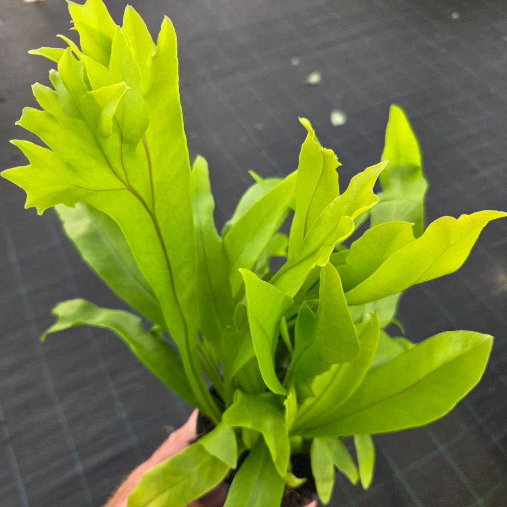 Microsorum punctatum Green Flame (USA PP17420) (Green Flame)