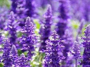 Salvia Farinacea 'Victoria Blue' (Victoria Blue Salvia)