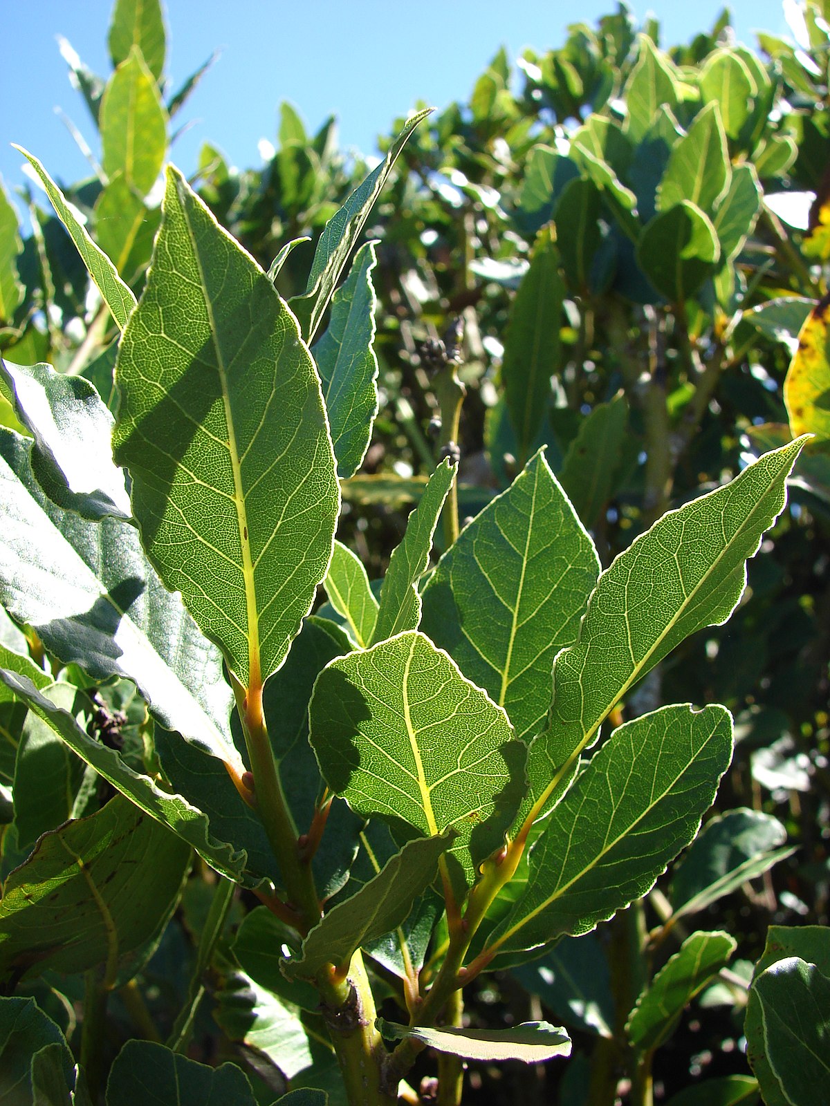 Laurus Nobilis (Bay Laurel)