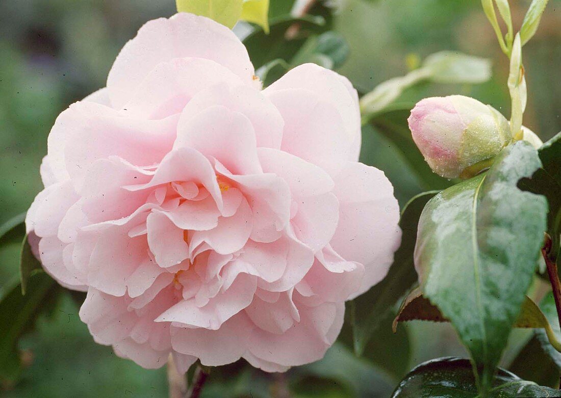 Camellia japonica ‘Easter Morn’