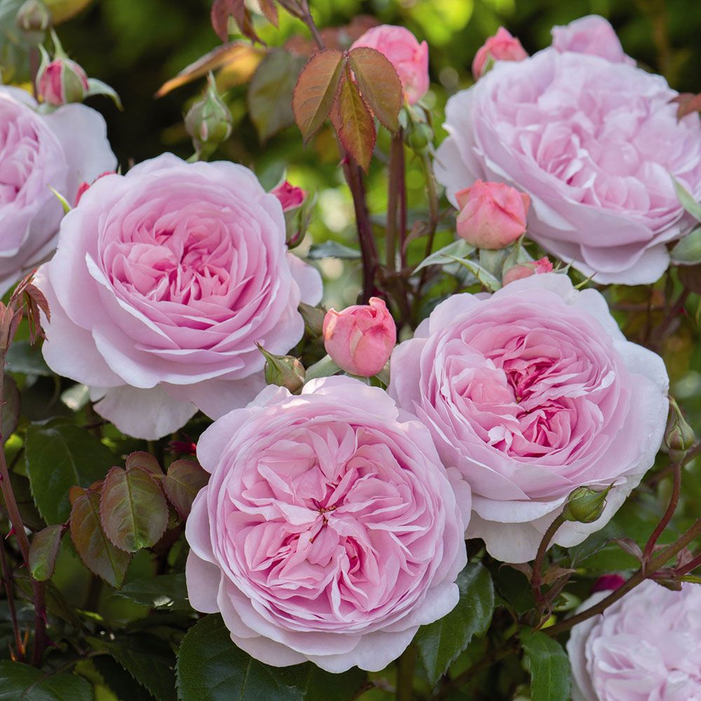 Rosa 'Olivia Rose Austin' (Olivia Rose Austin English Shrub Rose)