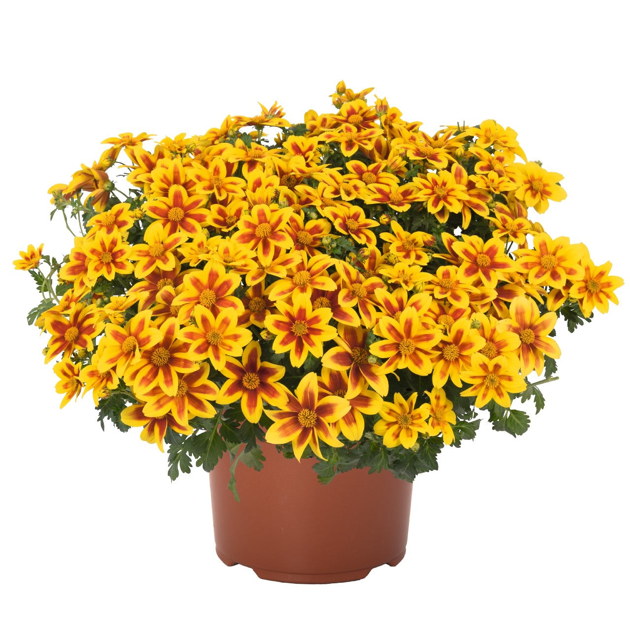 Bidens ferulifolia (Bidy Boom Red Eye)