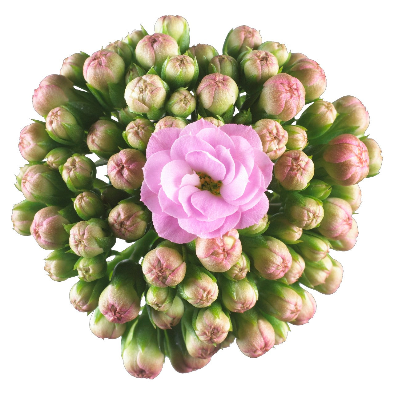 Kalanchoe ‘Calandiva Zeta’