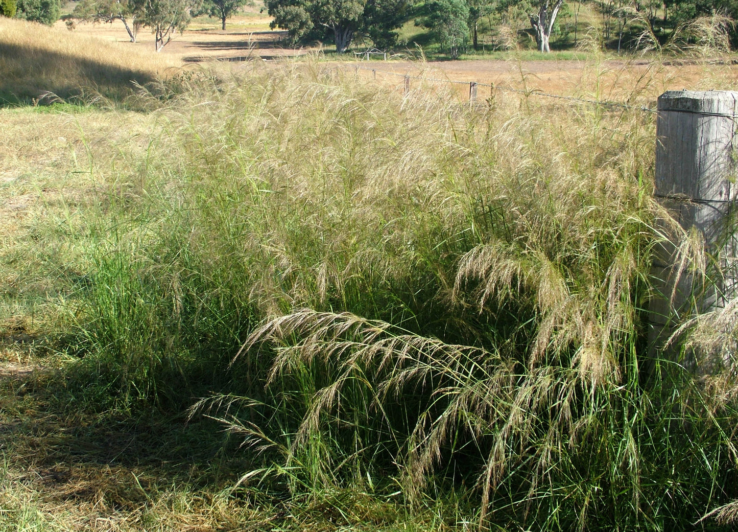 Austrostipa Verticillata (Whipstick Grass)